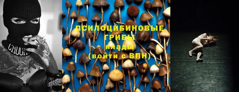 Галлюциногенные грибы Psilocybe  купить наркотик  mega как зайти  Змеиногорск 